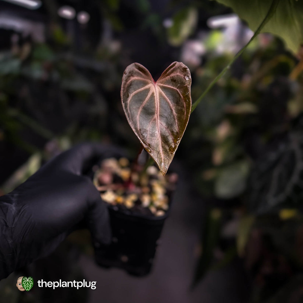 Anthurium (crystallinum x) 'Crystal Heart'