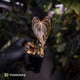 Anthurium (crystallinum x) 'Crystal Heart'