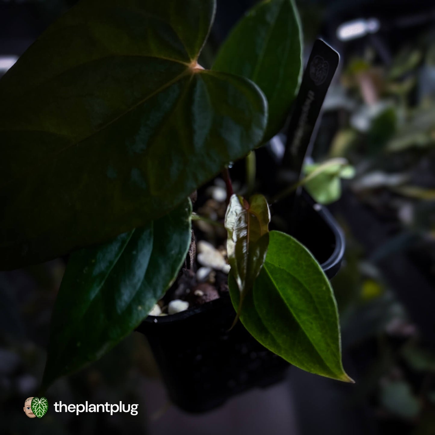 Anthurium (carlablackiae x antolakii) x ('Black Widow' x 'Michelle')