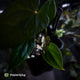 Anthurium (carlablackiae x antolakii) x ('Black Widow' x 'Michelle')