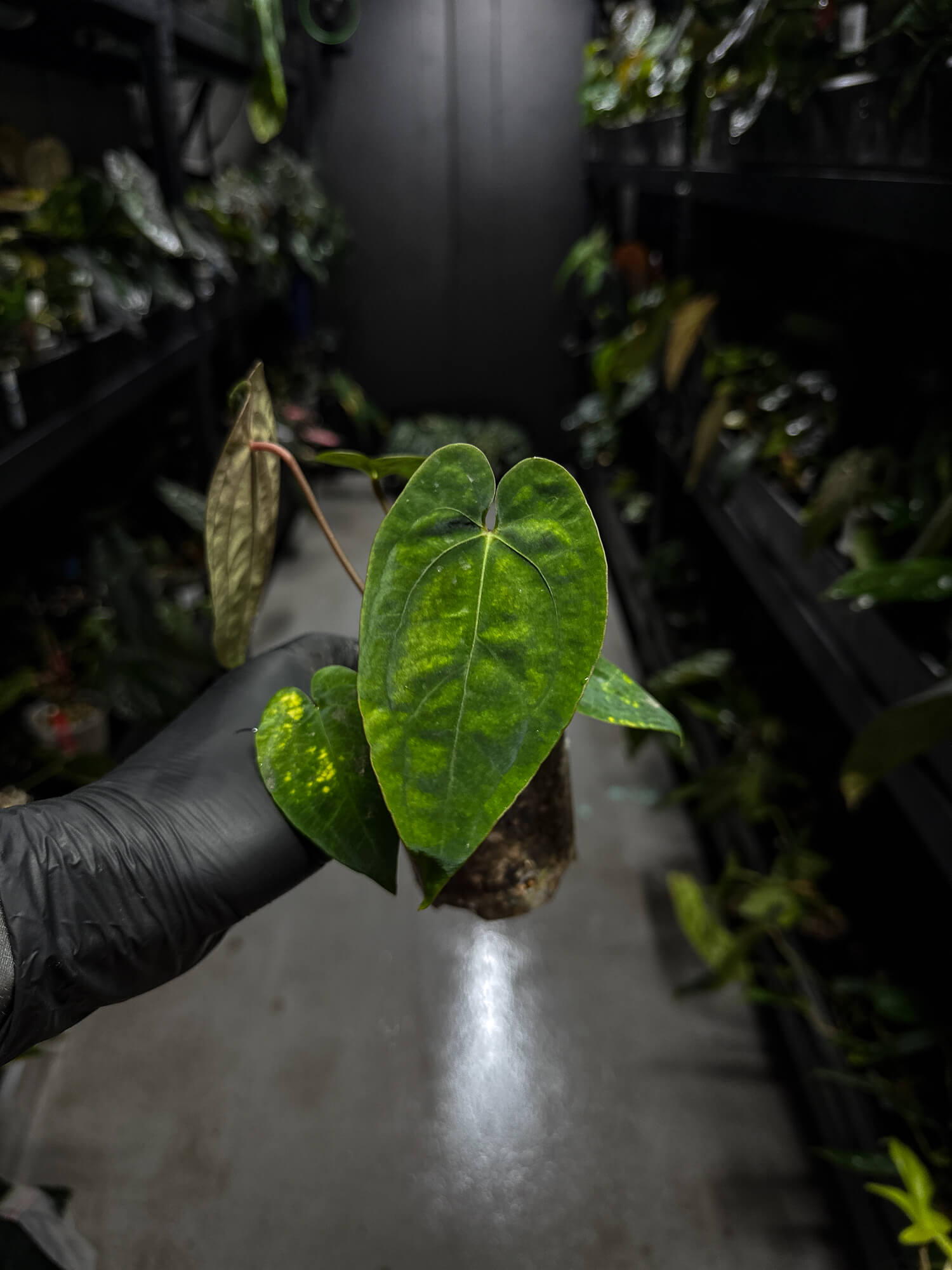 Anthurium papillilaminum 'Black pap' x 'RVDP / Red Vein Dark Phoenix'