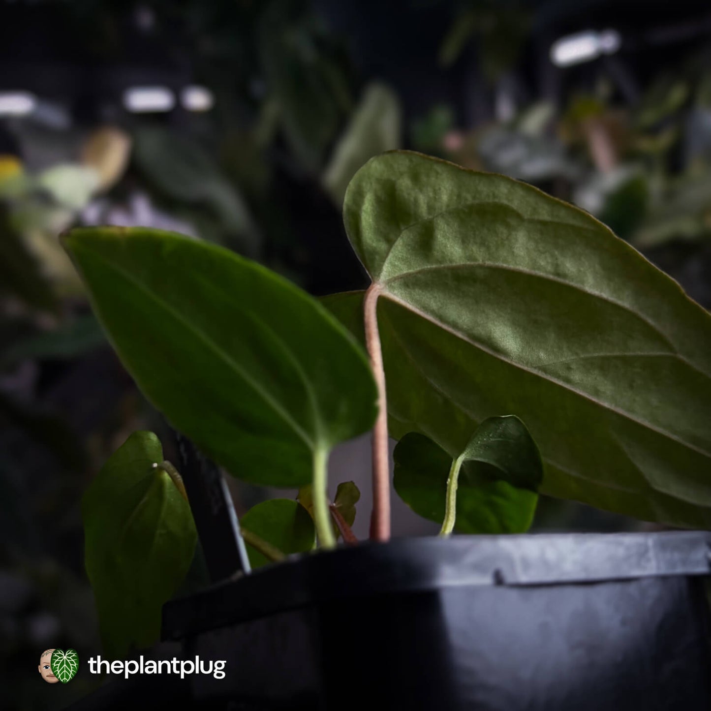 Anthurium (carlablackiae x antolakii) x ('Black Widow' x 'Michelle')
