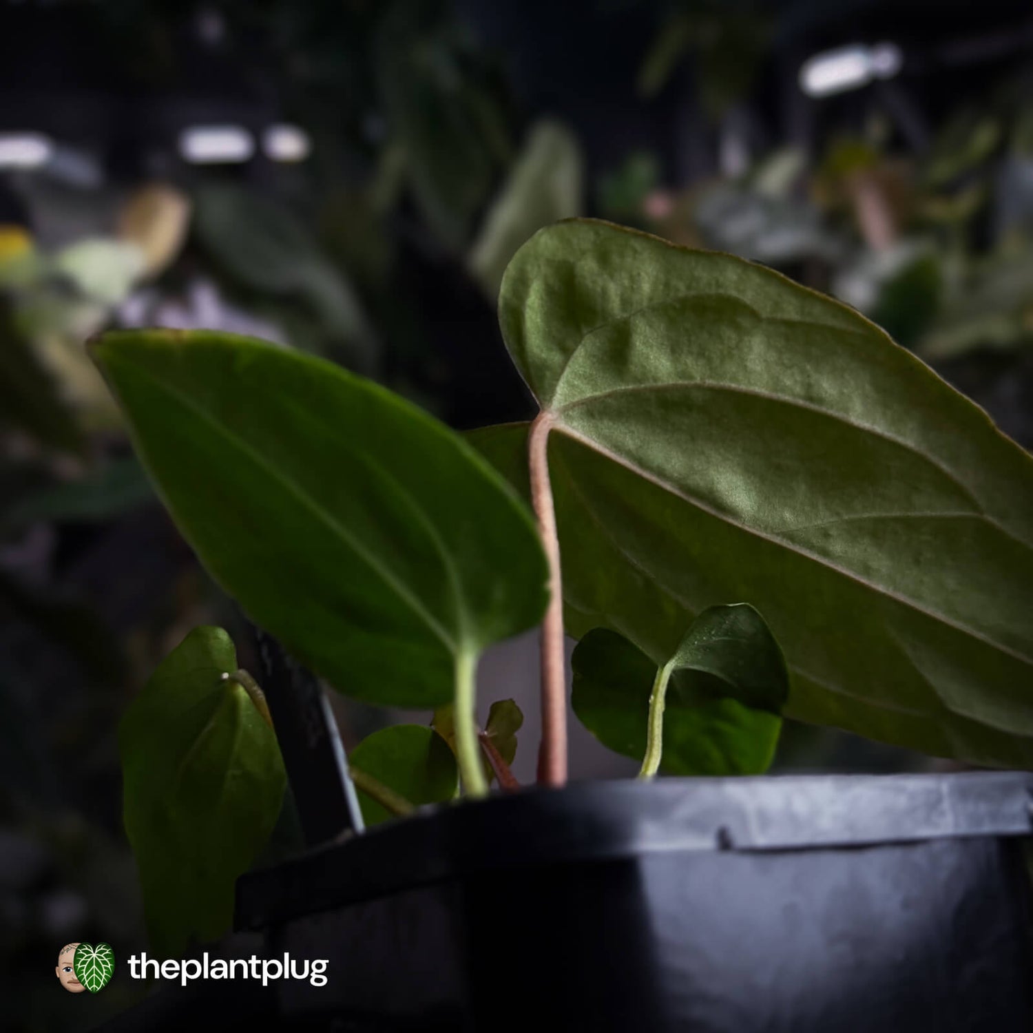 Anthurium (carlablackiae x antolakii) x ('Black Widow' x 'Michelle')