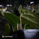 Anthurium (carlablackiae x antolakii) x ('Black Widow' x 'Michelle')
