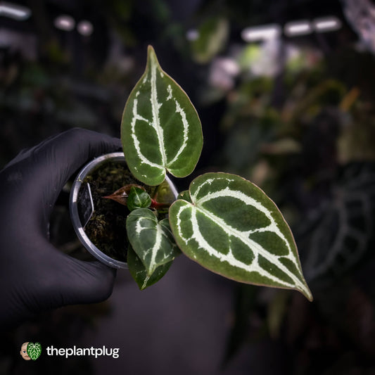 Anthurium crystallinum aff (ex. Cape Oasis)