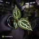 Anthurium crystallinum aff (ex. Cape Oasis)