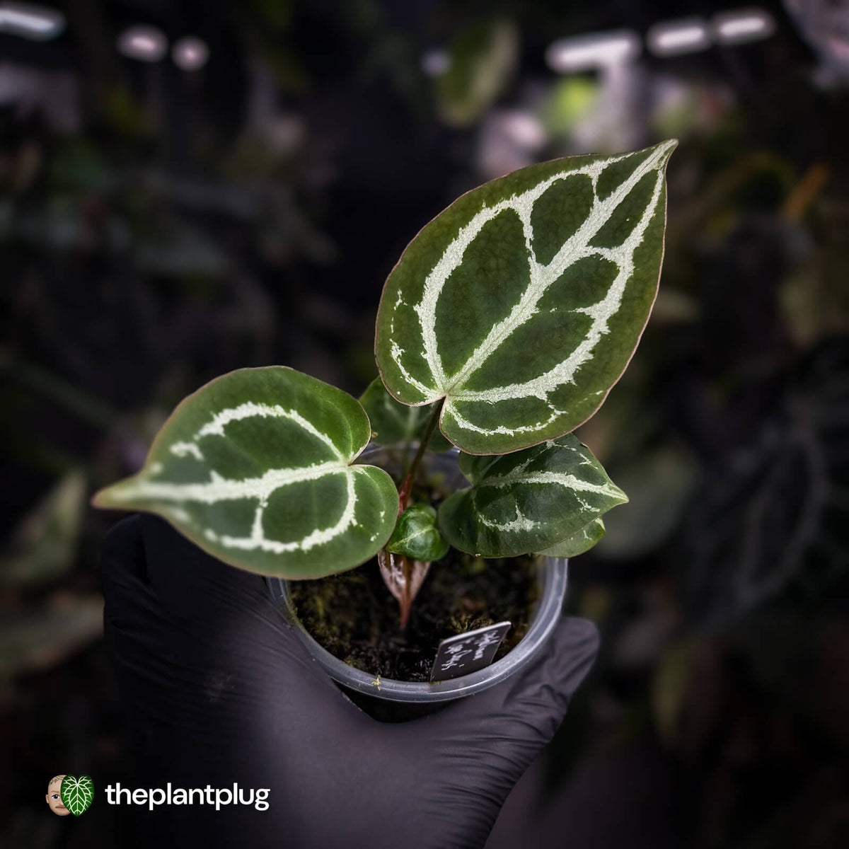 Anthurium crystallinum aff (ex. Cape Oasis)