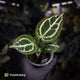 Anthurium crystallinum aff (ex. Cape Oasis)