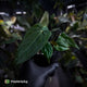 Anthurium (carlablackiae x antolakii) x ('Black Widow' x 'Michelle')