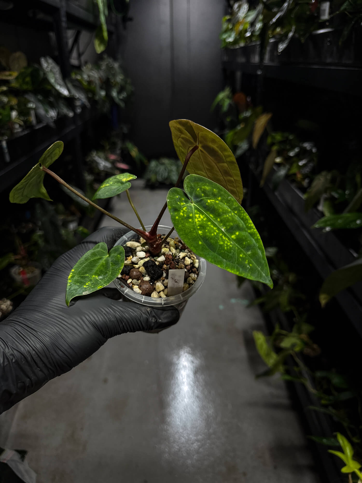 Anthurium papillilaminum 'Black pap' x 'RVDP / Red Vein Dark Phoenix'