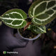 Anthurium crystallinum aff (ex. Cape Oasis)
