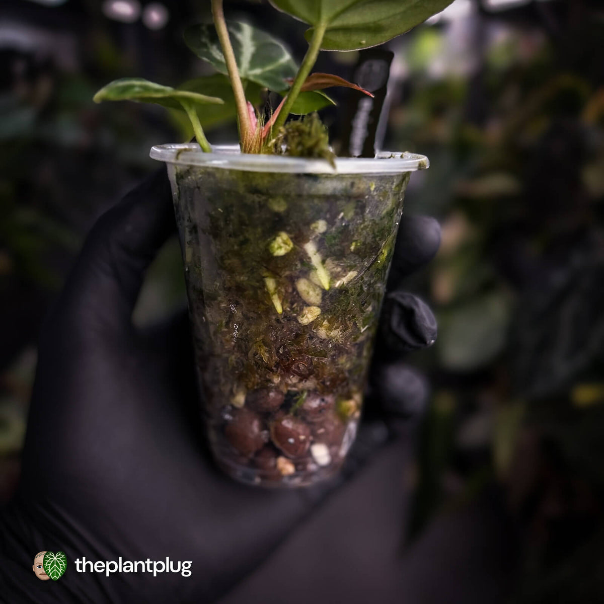 Anthurium crystallinum aff (ex. Cape Oasis)