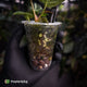 Anthurium crystallinum aff (ex. Cape Oasis)