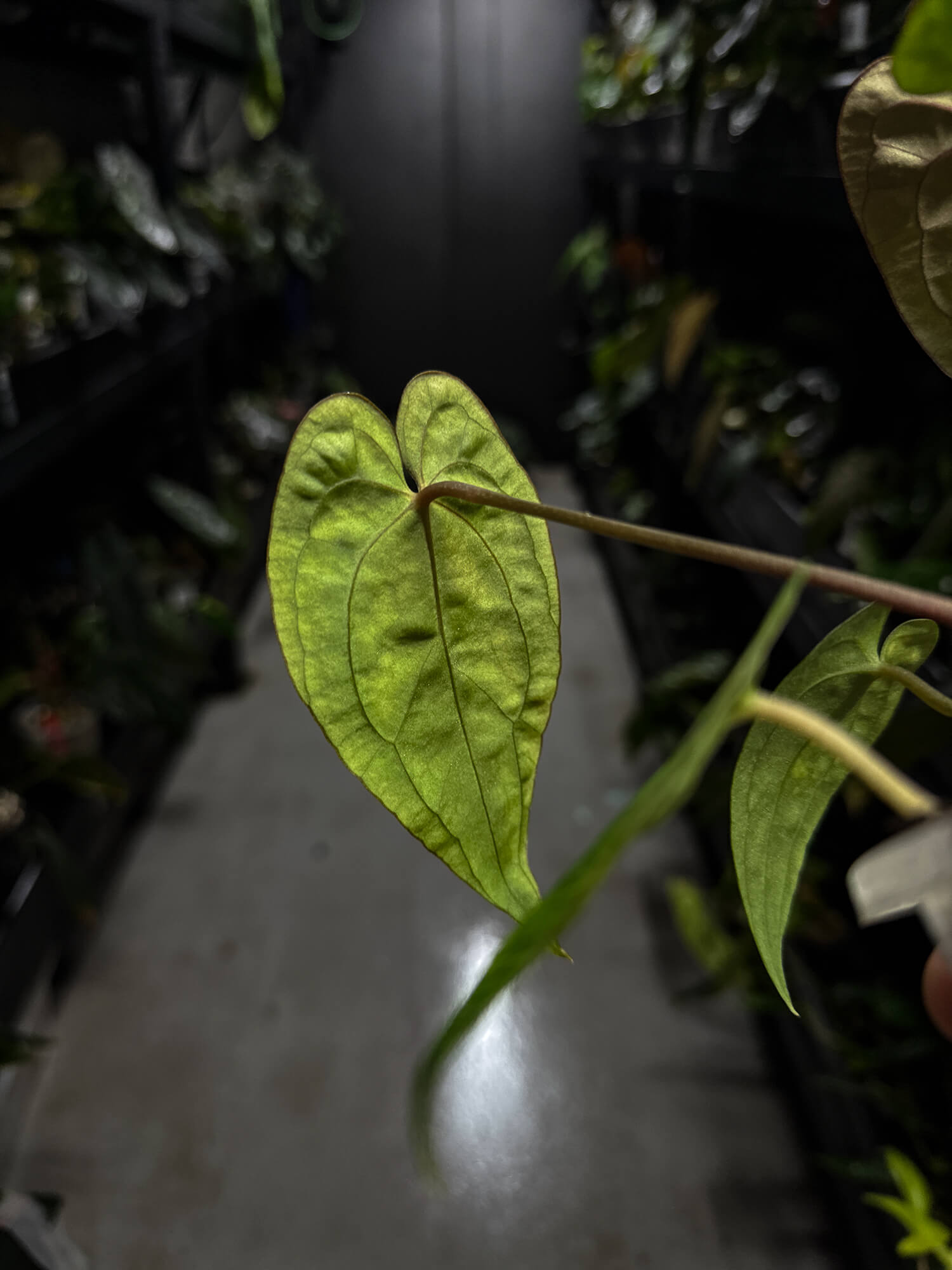 Anthurium papillilaminum 'Black pap' x 'RVDP / Red Vein Dark