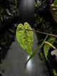 Anthurium papillilaminum 'Black pap' x 'RVDP / Red Vein Dark Phoenix'