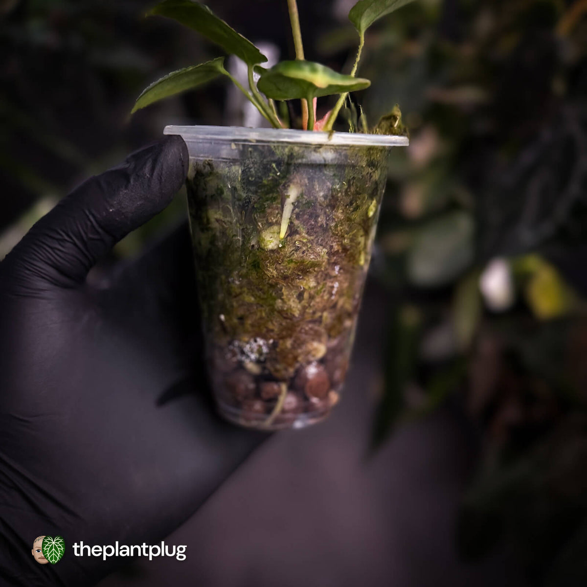 Anthurium crystallinum aff (ex. Cape Oasis)