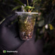 Anthurium crystallinum aff (ex. Cape Oasis)