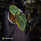 Anthurium antolakii ('Round' x 'RA1') • mother plant clone