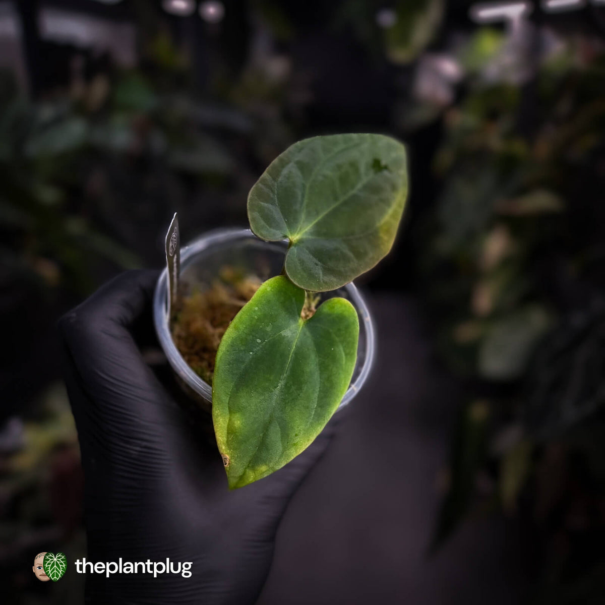 Anthurium antolakii ('Round' x 'RA1') • mother plant clone