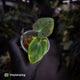 Anthurium antolakii ('Round' x 'RA1') • mother plant clone
