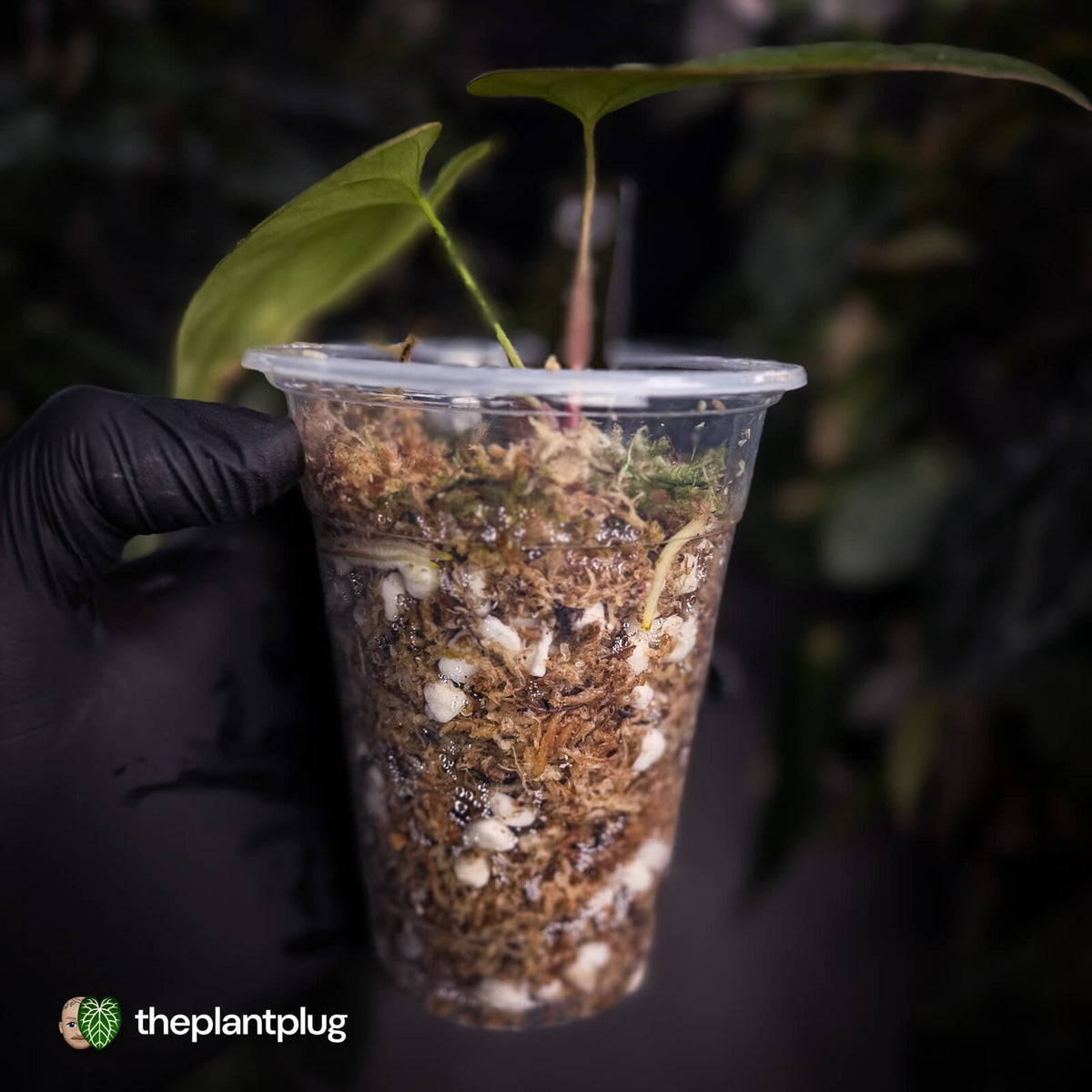 Anthurium antolakii ('Round' x 'RA1') • mother plant clone