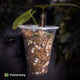 Anthurium antolakii ('Round' x 'RA1') • mother plant clone