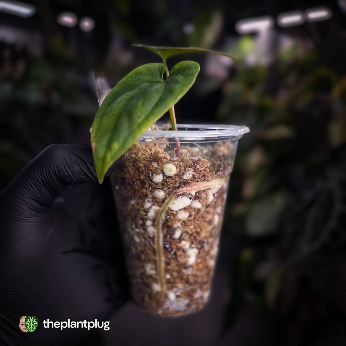 Anthurium antolakii ('Round' x 'RA1') • mother plant clone