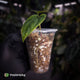 Anthurium antolakii ('Round' x 'RA1') • mother plant clone