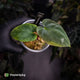 Anthurium antolakii ('Round' x 'RA1') • mother plant clone