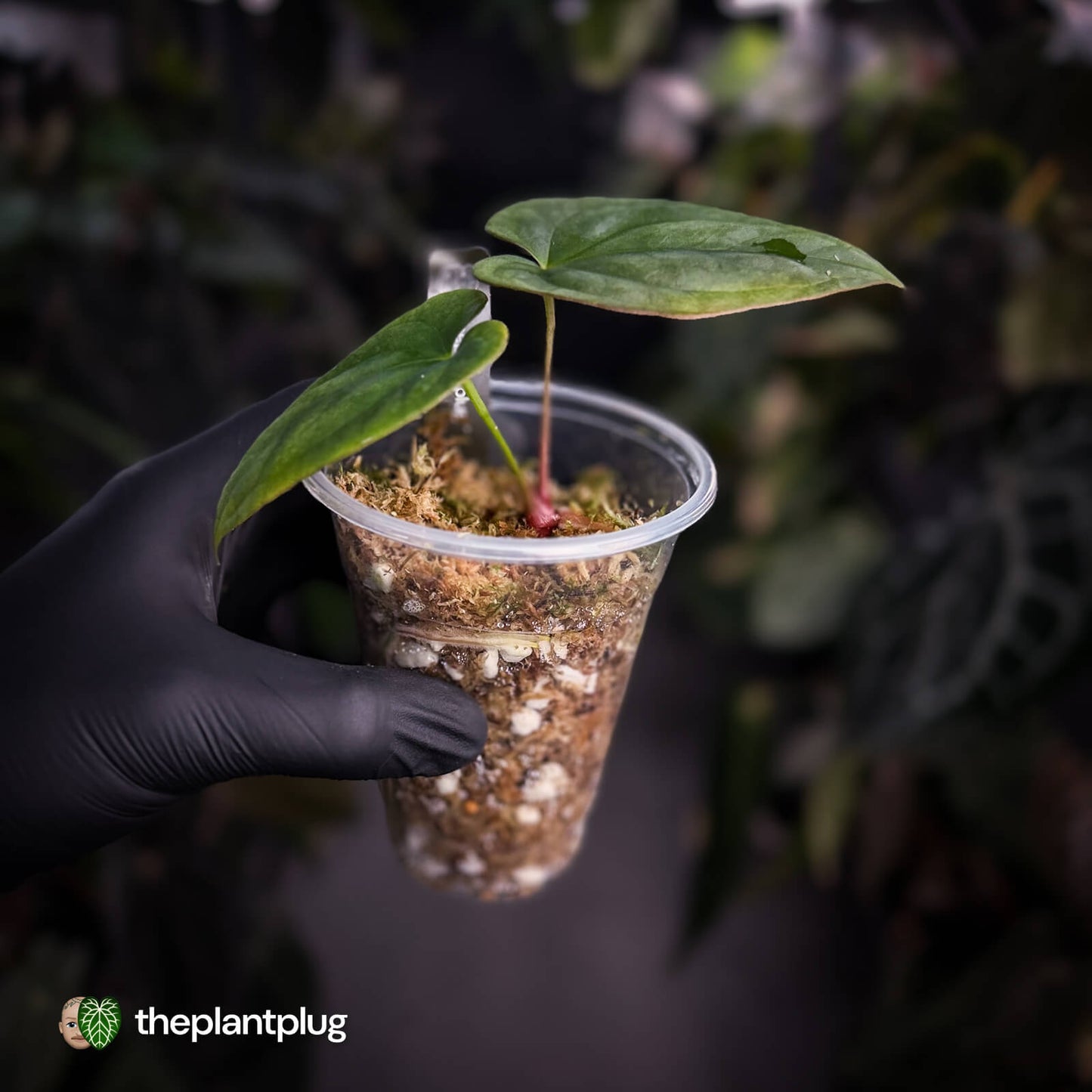 Anthurium antolakii ('Round' x 'RA1') • mother plant clone