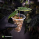 Anthurium antolakii ('Round' x 'RA1') • mother plant clone