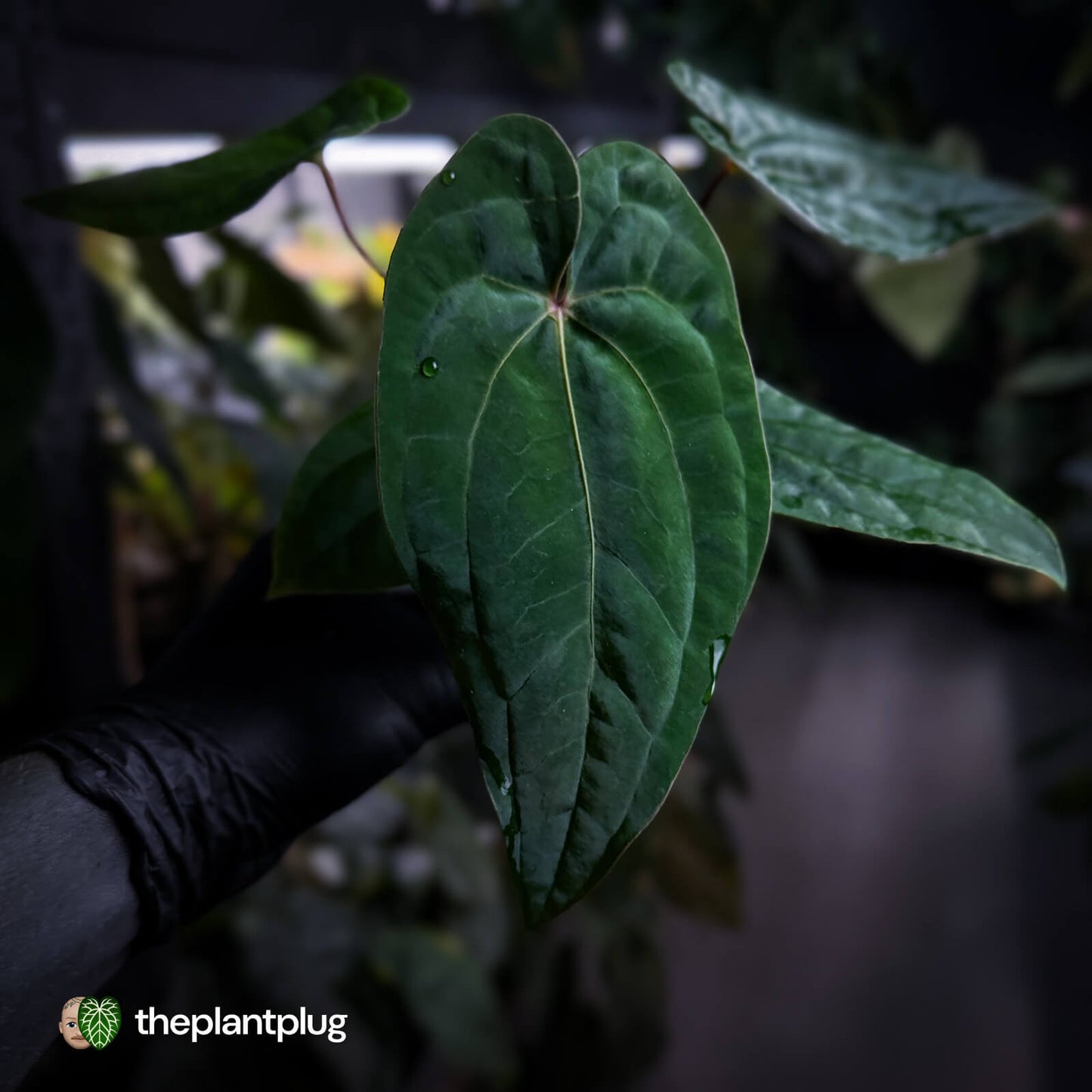 Anthurium 'RDP' x ('Ace of Spades' x antolakii / 'BVEP') • select