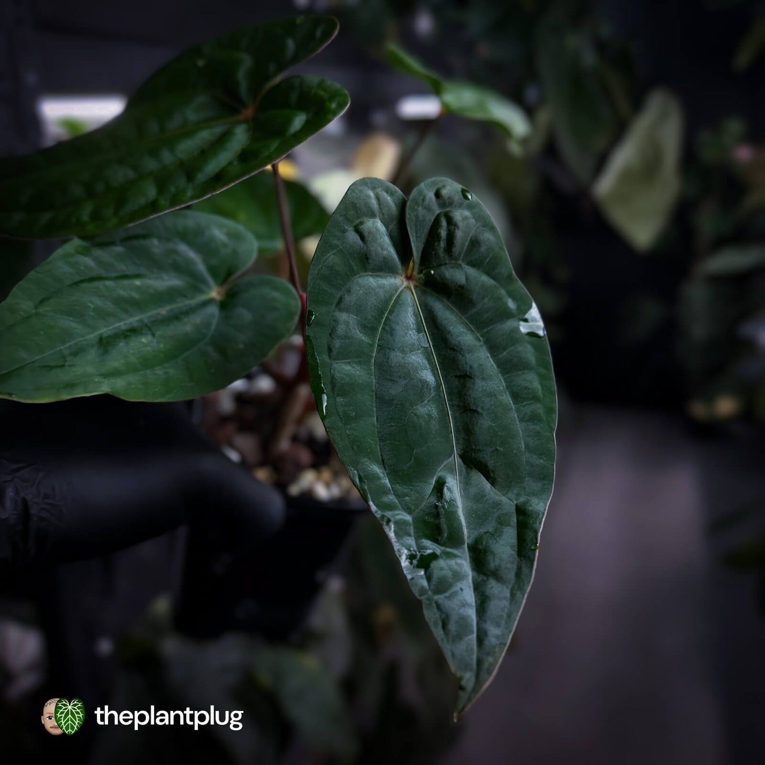 Anthurium 'RDP' x ('Ace of Spades' x antolakii / 'BVEP') • select
