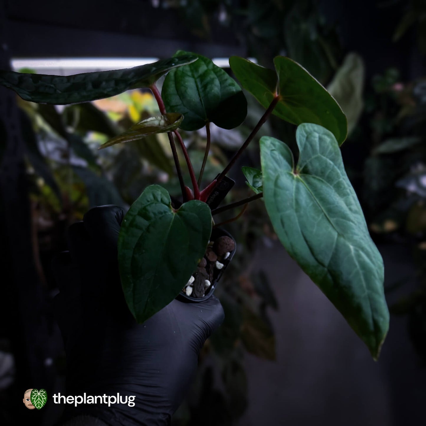 Anthurium 'RDP' x ('Ace of Spades' x antolakii / 'BVEP') • select