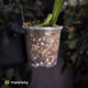 Monstera 'Burle Marx Flame'