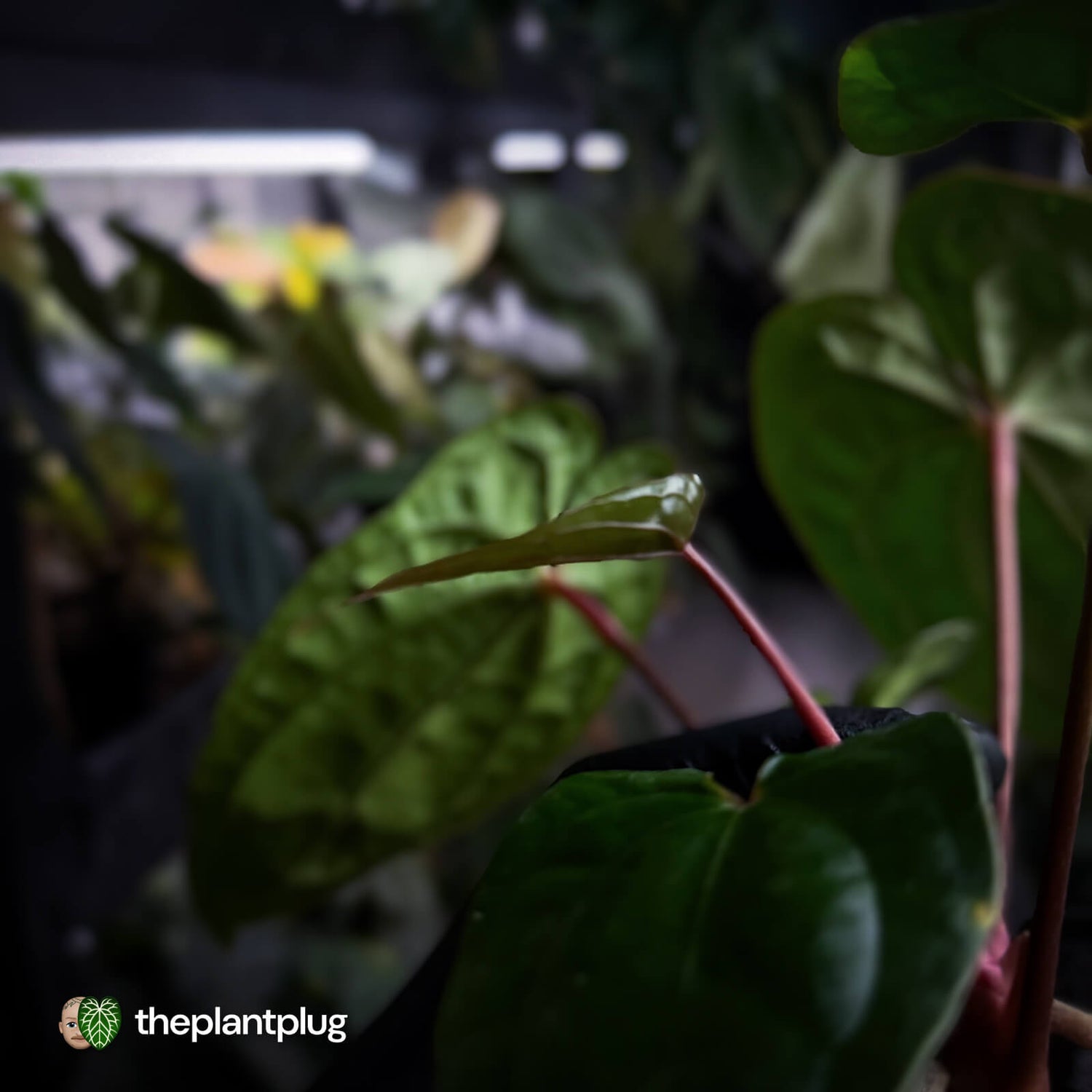 Anthurium 'RDP' x ('Ace of Spades' x antolakii / 'BVEP') • select