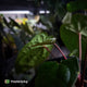 Anthurium 'RDP' x ('Ace of Spades' x antolakii / 'BVEP') • select