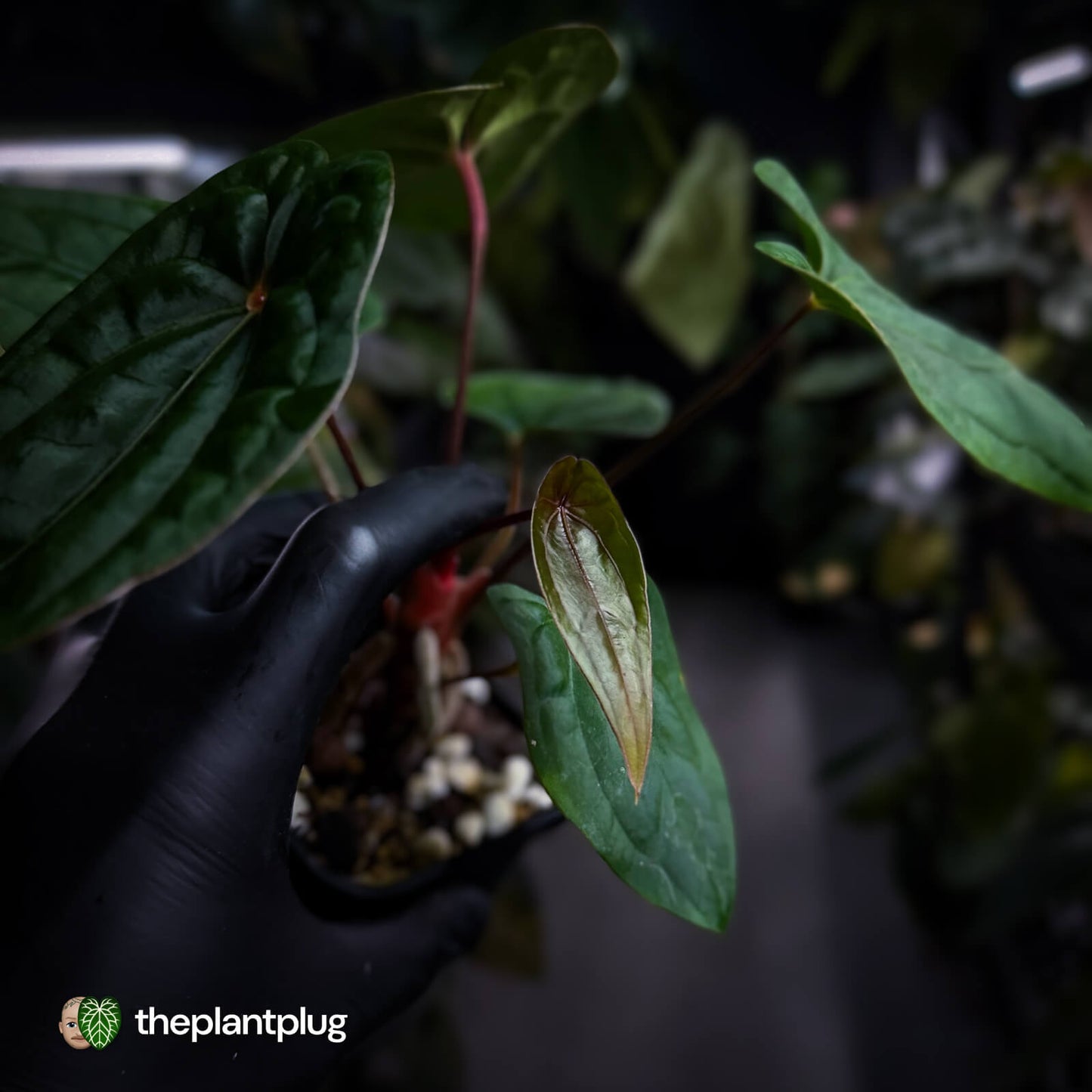 Anthurium 'RDP' x ('Ace of Spades' x antolakii / 'BVEP') • select