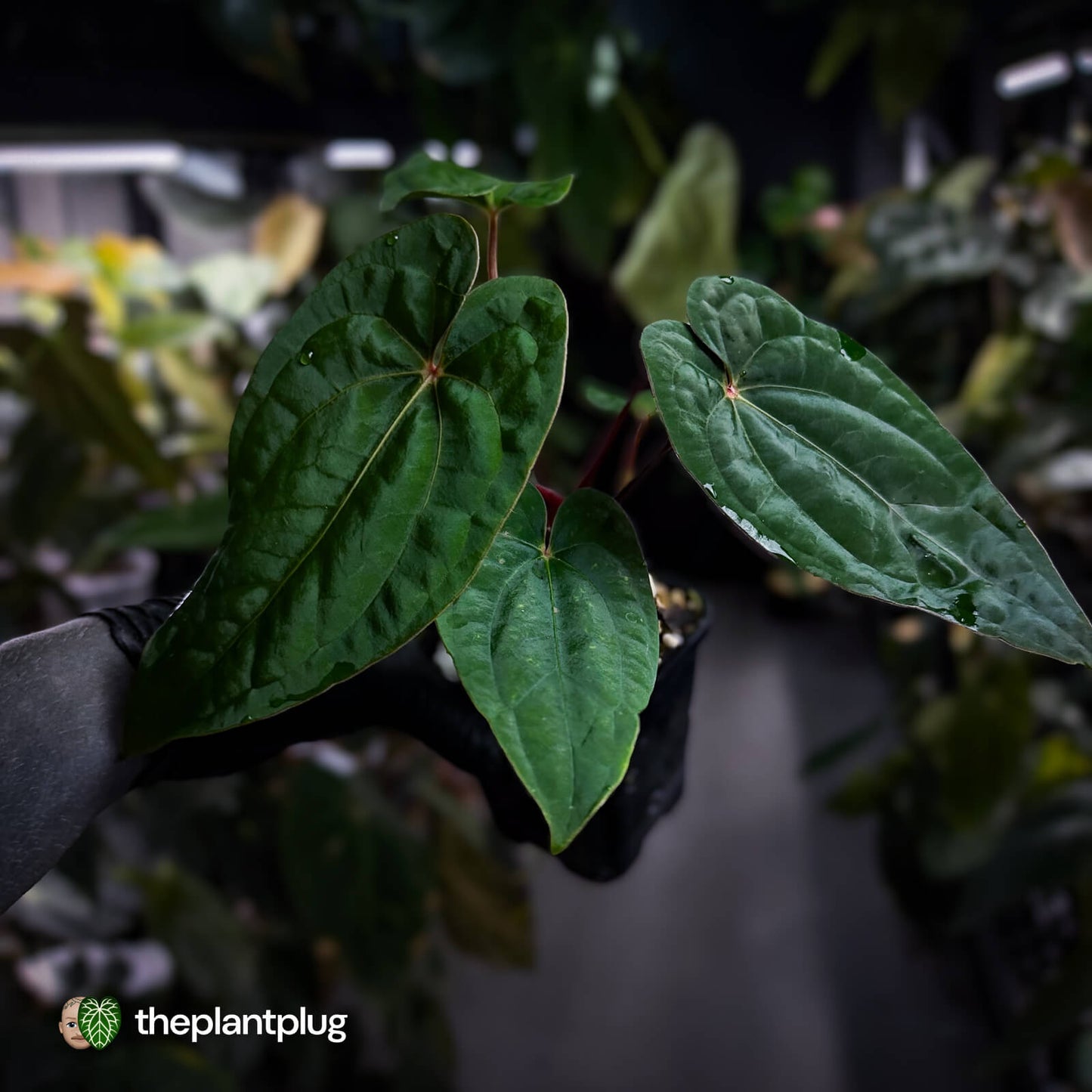 Anthurium 'RDP' x ('Ace of Spades' x antolakii / 'BVEP') • select