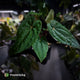 Anthurium 'RDP' x ('Ace of Spades' x antolakii / 'BVEP') • select