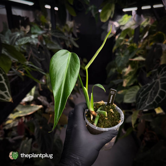 Monstera 'Burle Marx Flame'