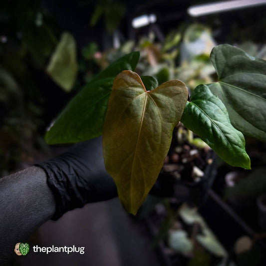 Anthurium NOID x #BlackCherry 'Red'