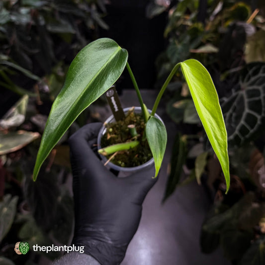 Monstera 'Burle Marx Flame'