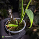 Monstera 'Burle Marx Flame'