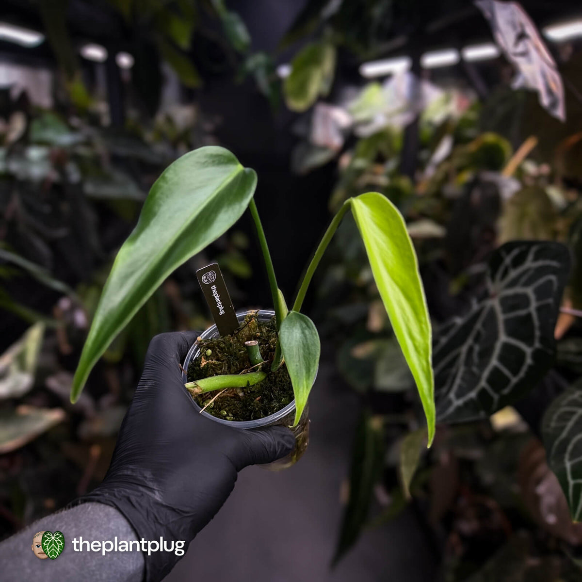 Monstera 'Burle Marx Flame'
