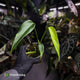 Monstera 'Burle Marx Flame'