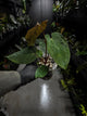 Anthurium papillilaminum hybrid 'Dropbear' x unknown