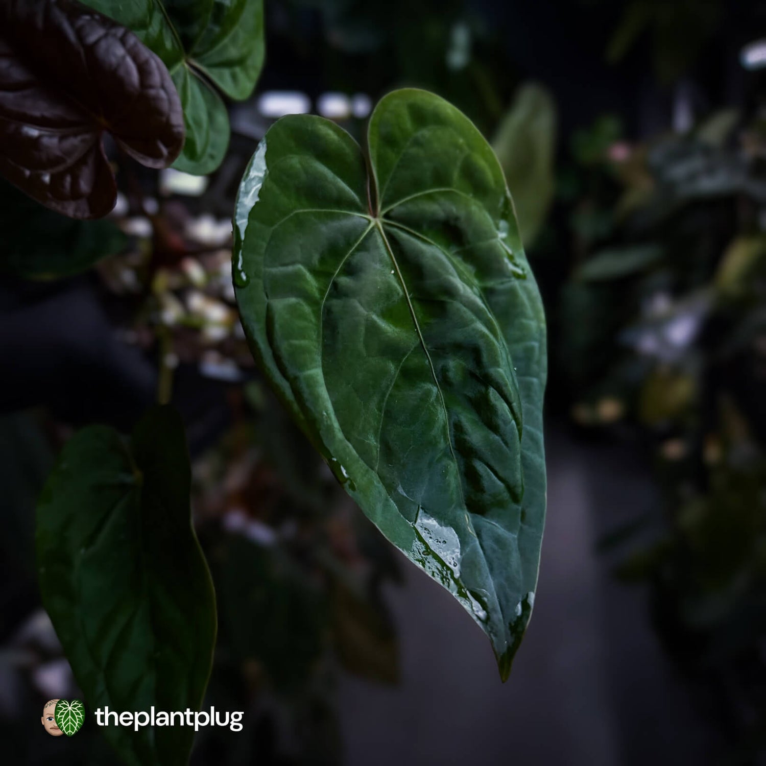 Anthurium Calculus x Black Cherry