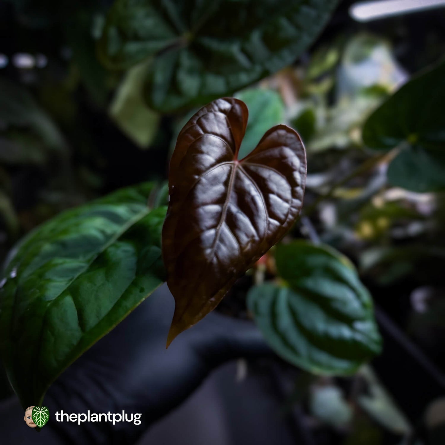Anthurium Calculus x Black Cherry