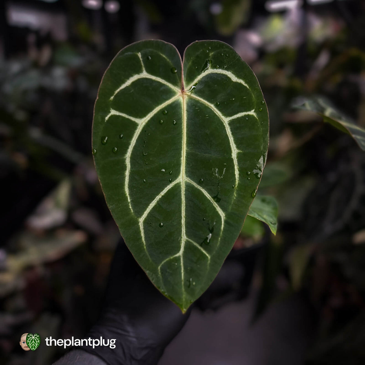 Anthurium carlablackiae ('Black Widow' x 'Michelle')